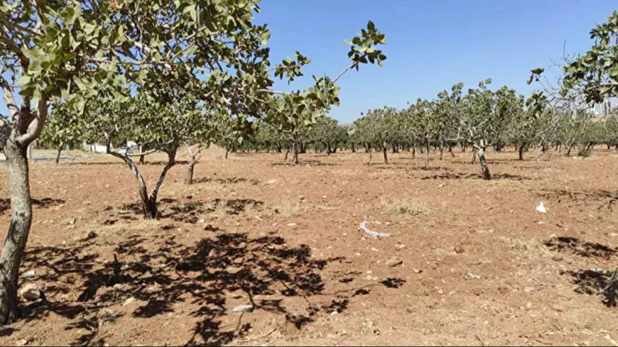 Şanlıurfa’da kayıp olarak aranan kişi fıstık bahçesinde hayatını kaybetmiş halde bulundu